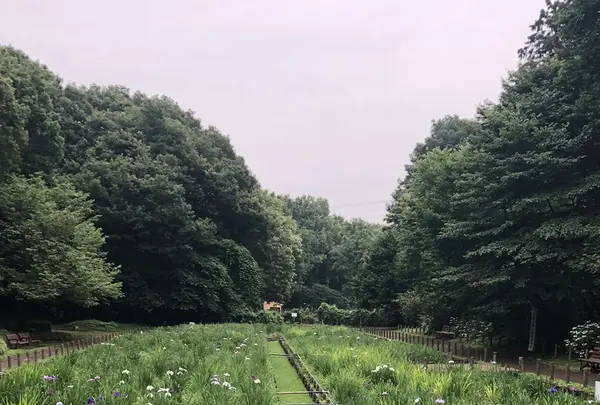 智光山公園花菖蒲の写真・動画_image_204396