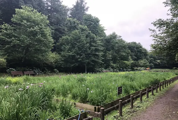 智光山公園花菖蒲の写真・動画_image_204397
