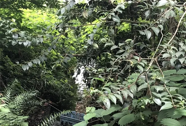 智光山公園前山池の写真・動画_image_204406