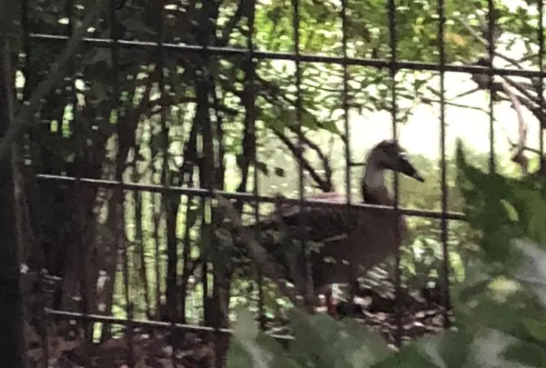 智光山公園子供動物園の写真・動画_image_204411