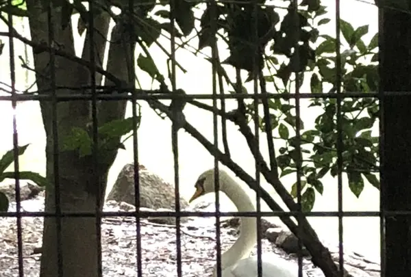 智光山公園子供動物園の写真・動画_image_204412