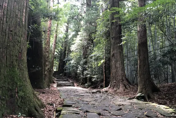 熊野古道　大門坂の写真・動画_image_204558