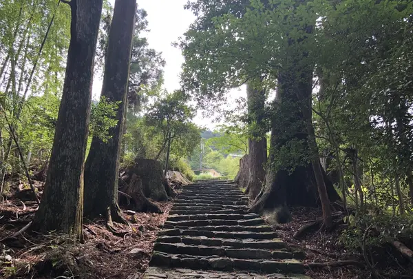 熊野古道　大門坂の写真・動画_image_204559