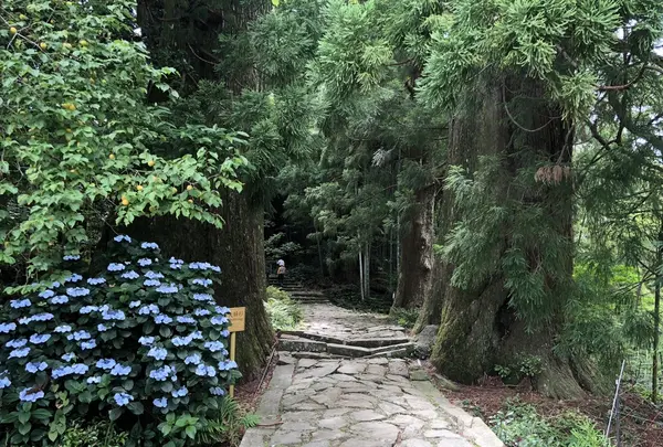 熊野古道　大門坂の写真・動画_image_204560