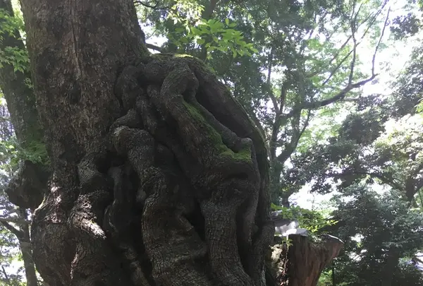 來宮神社の写真・動画_image_204836