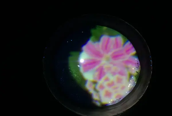 【閉業】森ビルデジタルアートミュージアム：エプソン チームラボボーダレス（MORI Building Digital Art Museum: EPSON teamLab Borderless）の写真・動画_image_205095