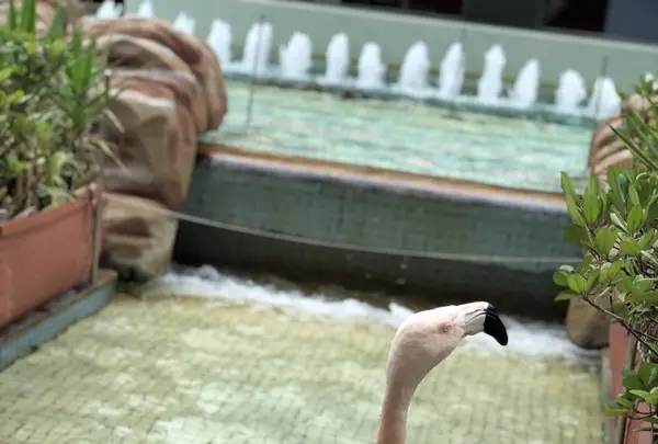 アドベンチャーワールドの写真・動画_image_205108