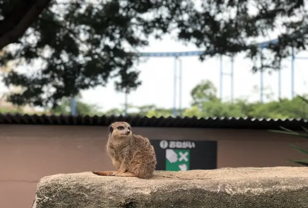 アドベンチャーワールドの写真・動画_image_205110