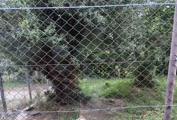 アドベンチャーワールドの写真・動画_image_205113