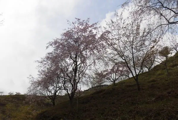 かんざき桜の山桜華園の写真・動画_image_205143