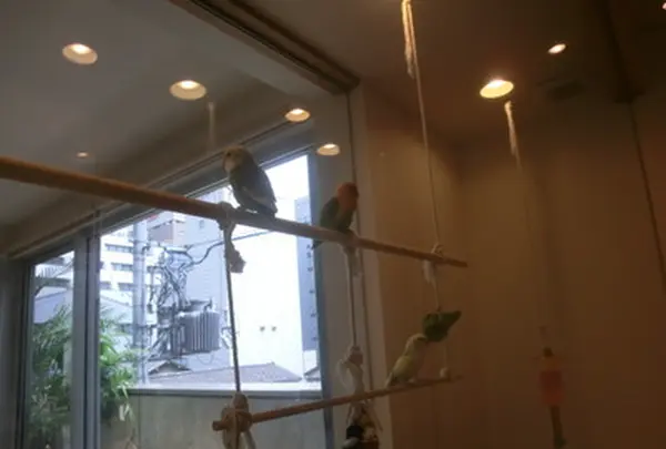 ことりカフェ 心斎橋の写真・動画_image_205187
