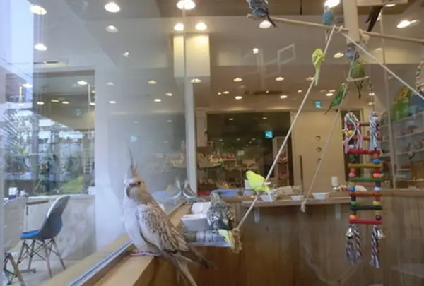ことりカフェ 心斎橋の写真・動画_image_205189