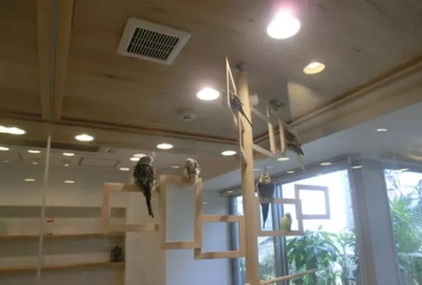 ことりカフェ 心斎橋の写真・動画_image_205190