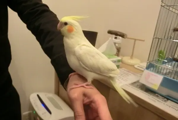 ことりカフェ 心斎橋の写真・動画_image_205192
