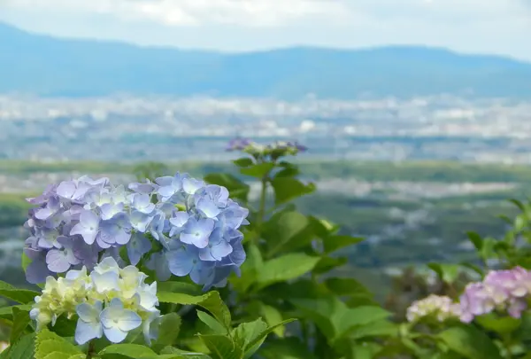 善峯寺の写真・動画_image_205243