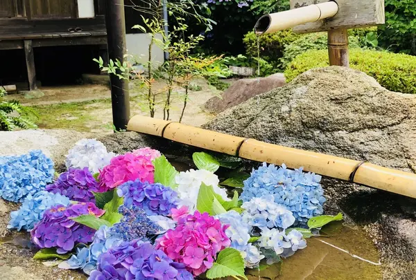 阿弥陀寺の写真・動画_image_205887