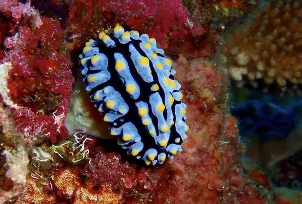 慶良間諸島周辺の写真・動画_image_206080