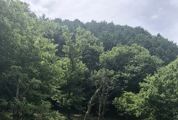 飯能市指定天然記念物の写真・動画_image_206245