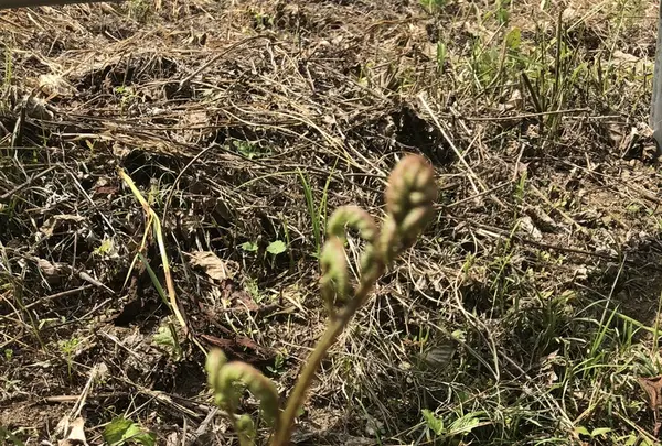飯能市指定天然記念物の写真・動画_image_206246