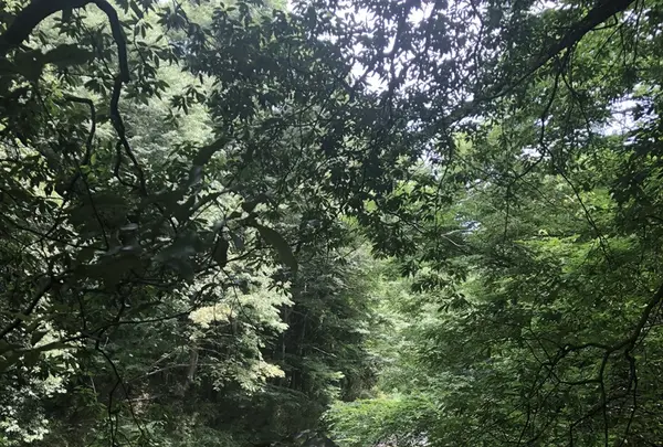 岩井観音の写真・動画_image_206260