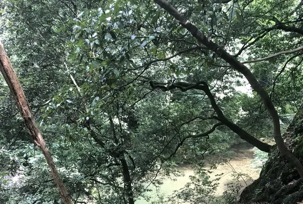岩井観音の写真・動画_image_206261