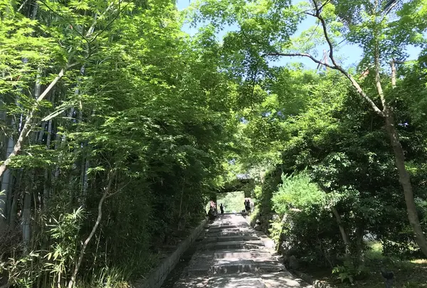 高台寺の写真・動画_image_206443