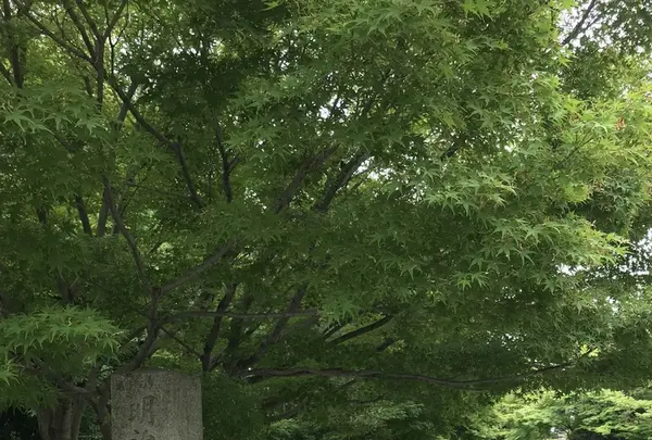 平等院の写真・動画_image_206462