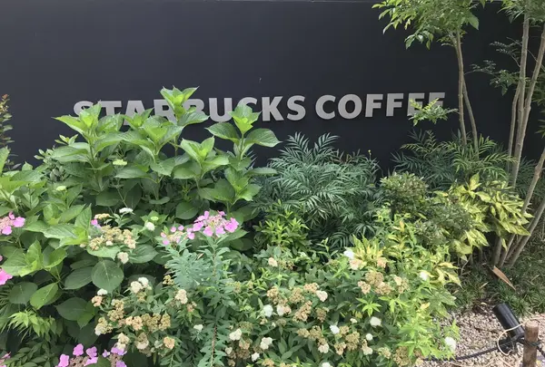 スターバックス コーヒー 京都宇治平等院表参道店の写真・動画_image_206475