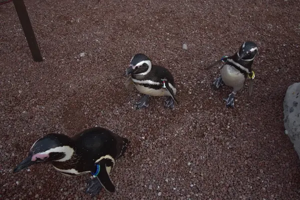 上越市立水族博物館 うみがたり（旧：上越市立水族博物館）の写真・動画_image_206508