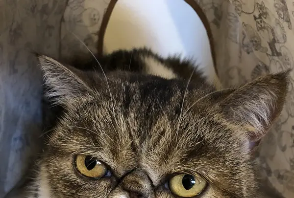 麻生 猫カフェ 福猫茶房の写真・動画_image_206783