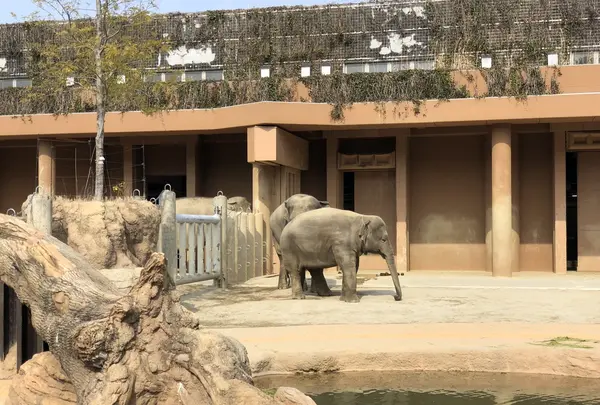 東山動物園の写真・動画_image_207005