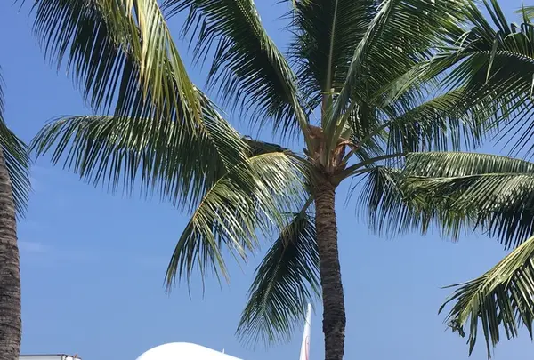 Kona Airportの写真・動画_image_207745