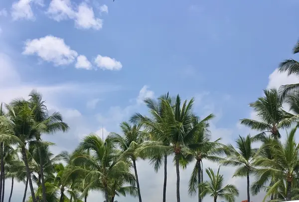 Beach Villas at Kahaluu Beachの写真・動画_image_207751