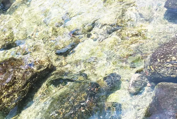 Beach Villas at Kahaluu Beachの写真・動画_image_207753