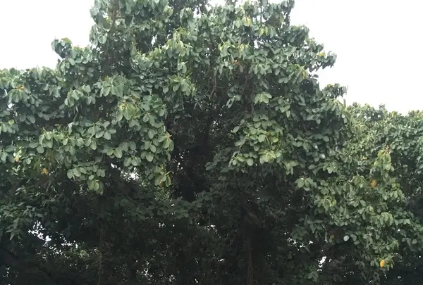 Kailua Pierの写真・動画_image_207786