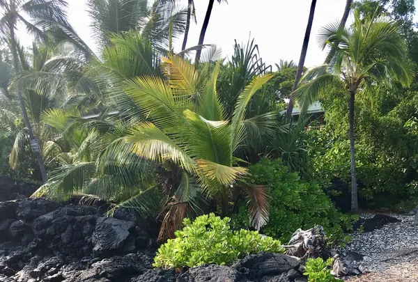 ケアウホウ・ベイの写真・動画_image_207806