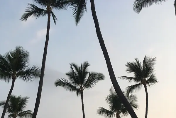 コナ イン レストランの写真・動画_image_208236