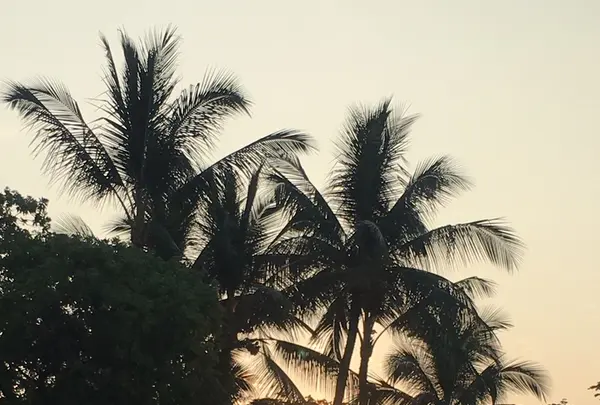 ケアウホウ・ベイの写真・動画_image_208245