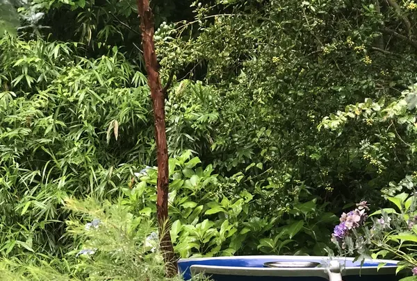 642 Pizzaの写真・動画_image_208292