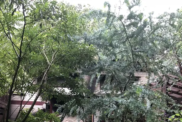 642 Pizzaの写真・動画_image_208294