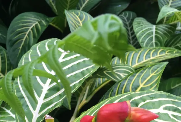 アカカ滝の写真・動画_image_208451