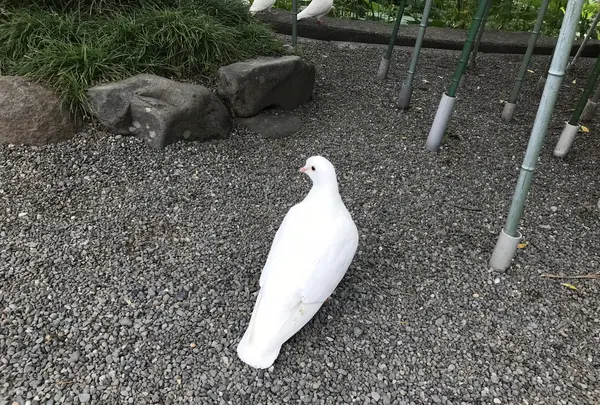 鶴岡八幡宮の写真・動画_image_208470