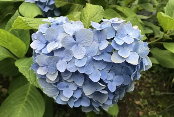 長谷寺の写真・動画_image_208487