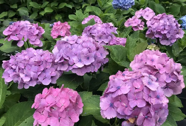 長谷寺の写真・動画_image_208488