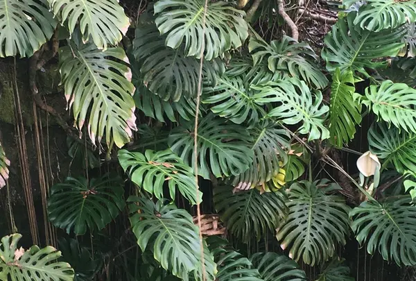 カウマナ・ケイブスの写真・動画_image_208501