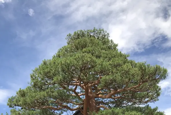 飛騨高山枝神社の写真・動画_image_208940