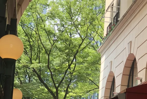 アニヴェルセル カフェ 表参道の写真・動画_image_209107