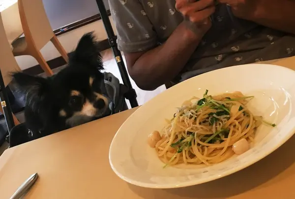 わんこも泊まれるホテルならでは
