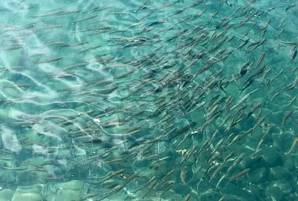 田沢湖の写真・動画_image_209354