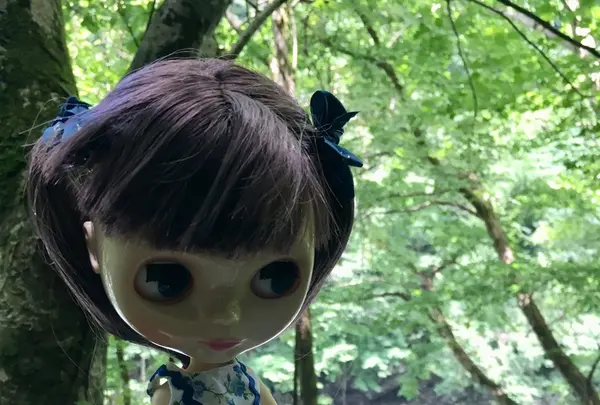 抱返り渓谷の写真・動画_image_209357